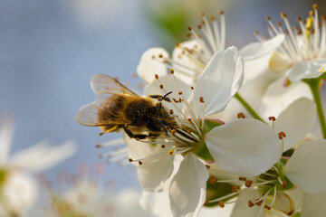 A bee diligently collecting sweet nectar from a beautiful blossom during the spring season