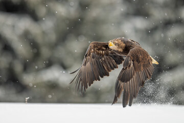 White-tailed eagle (Haliaeetus albicilla) flying in the falling snow