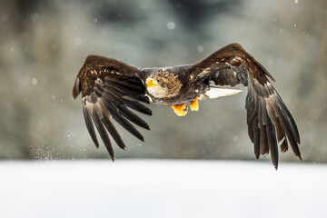 White-tailed eagle (Haliaeetus albicilla) detail of direct flight