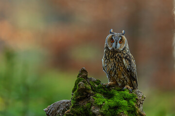 The long-eared owl (Asio otus), also known as the northern long-eared owl