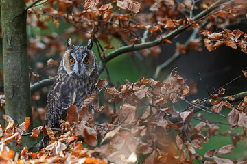The long-eared owl (Asio otus) hiding in a tree in the leaves
