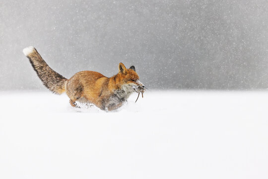 male red fox (Vulpes vulpes) running with a mouse in his mouth through the snow in a snowdrift