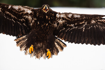 White-tailed eagle (Haliaeetus albicilla) bites a hunted mouse in the snow
