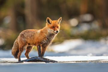 male red fox (Vulpes vulpes) standing over his fish on the ice