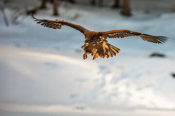 White-tailed eagle (Haliaeetus albicilla) is about to land on the lake