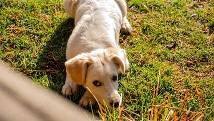 Adorable white-haired puppy lying on the grass, looking curiously. Natural light and countryside setting.