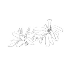 black and white line illustration of magnolia flower on a white background