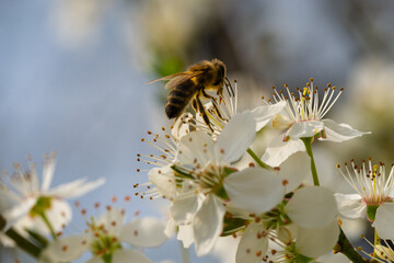 A bee diligently collecting sweet nectar from a beautiful blossom during the spring season