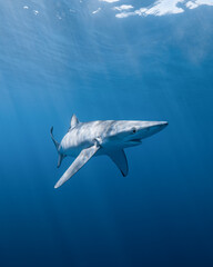 Fototapeta premium Blue shark swimming in the blue ocean
