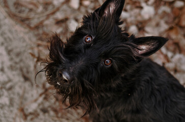 Black dog looking straight up at viewer. View from above. Close-up. An old beautiful little dog...