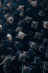 Fototapeta premium Large group of Mobula rays swimming underwater