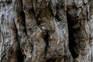 The bark of an old tree