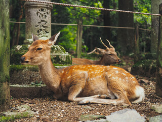 Deers in a shrine in Nara