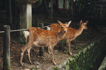 Deers in a shrine in Nara