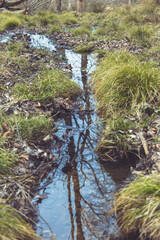 A tree reflected in a flowing stream