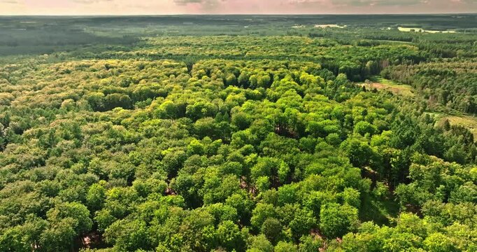 Aerial view of endless green forest. Rainforest in Poland.