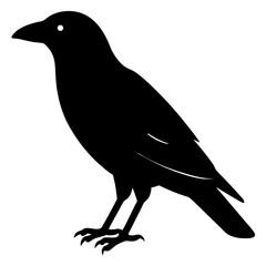 raven bird black silhouette vector, Simple silhouette Design vector icon with white background. Wild bird