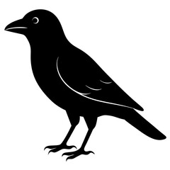 raven bird black silhouette vector, Simple silhouette Design vector icon with white background. Wild bird