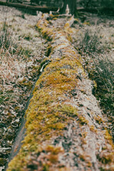 A moss covered tree trunk in a forest