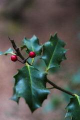 Wild Holly and berries in a forest