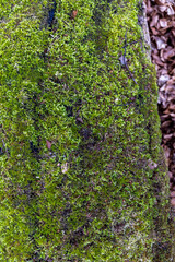 A moss covered tree trunk in a forest