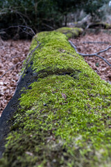 A moss covered tree trunk in a forest