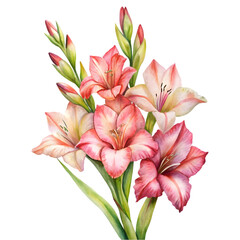 Fototapeta premium Beautiful bouquet of pink lilies isolated on white background