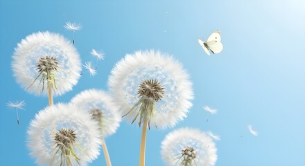 Obraz premium A Butterfly Flits Past Dandelions Blowing in the Wind, Showcasing a Peaceful Scene of Nature’s Beauty