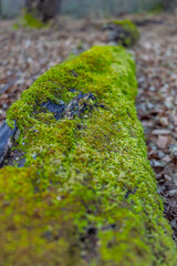A moss covered tree trunk in a forest