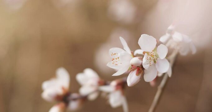 Plum blossoms and cherry blossoms bloom in spring, and wind chimes hang in the air.
