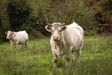 White buffalo grazing on a green flied