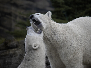 Polar bear fighting