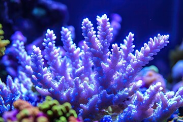 Fototapeta premium Vibrant purple coral flourishing under blue aquarium light