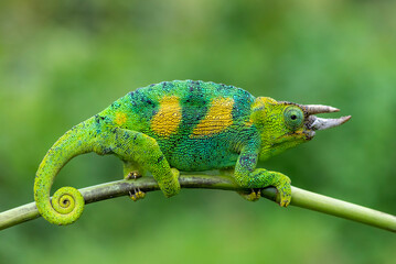 a Jackson chameleon of Uganda © JoseAngel