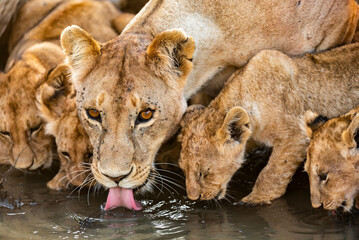 drinking water with lion mom