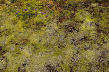 Colorful moss and purple wildflowers growing on volcanic soil in Iceland