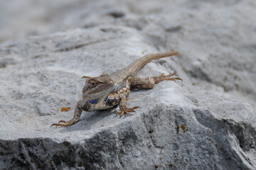 Prairie lizard isolated on a rock in the sun