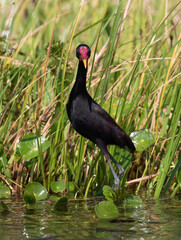 Wattled Jacana on the edge of Gatun Lake, Panama