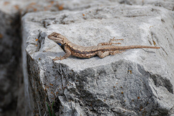 Prairie lizard isolated on a rock in the sun