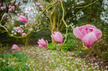 Pink Magnolia