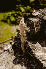 Belizean iguana taken in Cayo