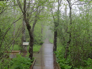 Visitors can enjoy a peaceful hike, along the bog boardwalk trail, within the Cranberry Glades Botanical Area, Monongahela National Forest, Pocahontas County, Hillsboro, West Virginia. 