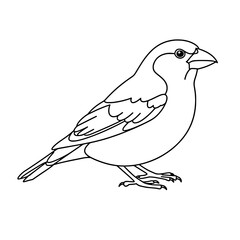 Fototapeta premium Vector Line Art: Pine Crossbill Bird Coloring Page Design