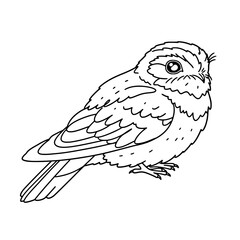 Fototapeta premium Tropical Hornbill Bird Line Art | Black and White Vector Coloring Design