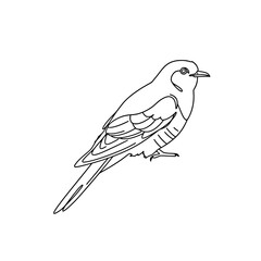 Kingbird Line Art Vector - Black and White Bird Coloring Page