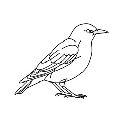 Black and White Oriole Bird Line Art | Vector Coloring Page Design