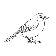 Tropical Myna Bird Line Art Vector | Black and White Coloring Page
