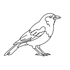 Tropical Tanager Bird Line Art | Black and White Vector Coloring Design