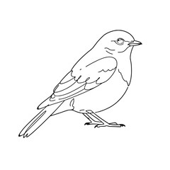 Simple Bluebird Line Art Vector | Black and White Coloring Page