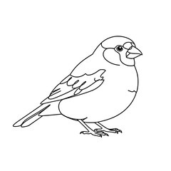 Obraz premium Elegant Finch Bird Line Art Vector for Coloring Pages
